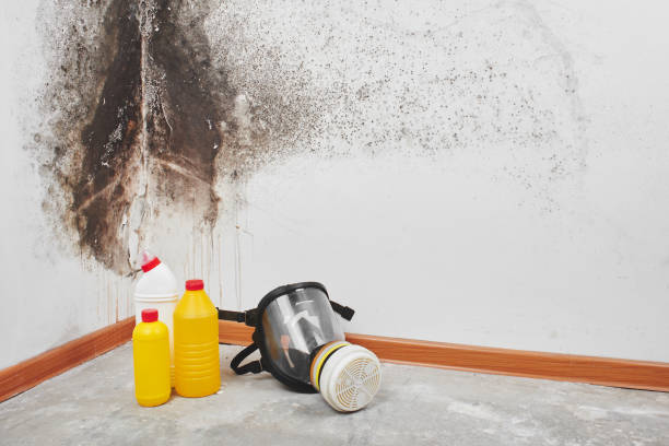 Best Black Mold Removal  in Brady, TX