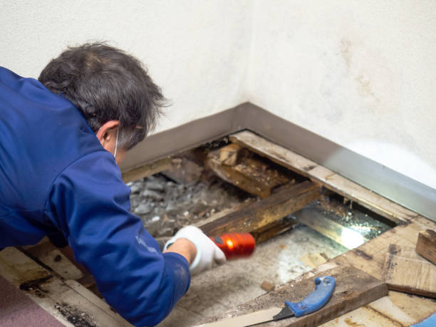 Office Mold Removal Services in Brady, TX