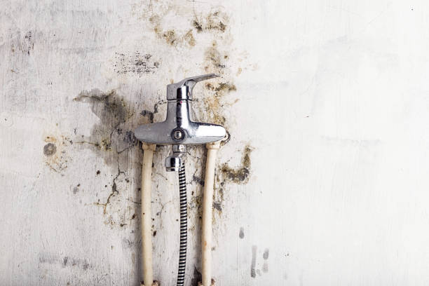 Best Certified Mold Removal  in Brady, TX