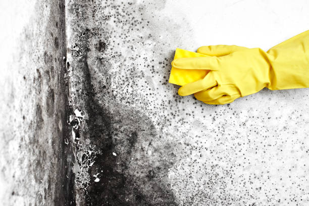 Best Office Mold Removal Services  in Brady, TX