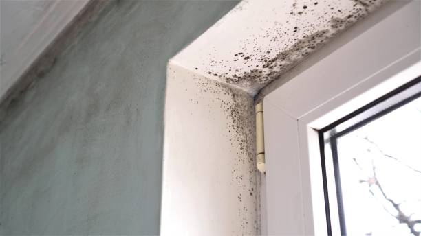 Best Fast Mold Removal  in Brady, TX