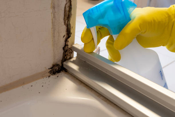 Best Black Mold Removal  in Brady, TX