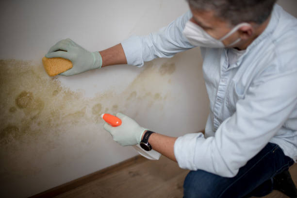 Best Crawl Space Mold Removal  in Brady, TX