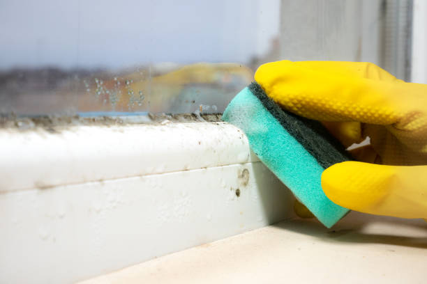 Home Mold Removal in Brady, TX