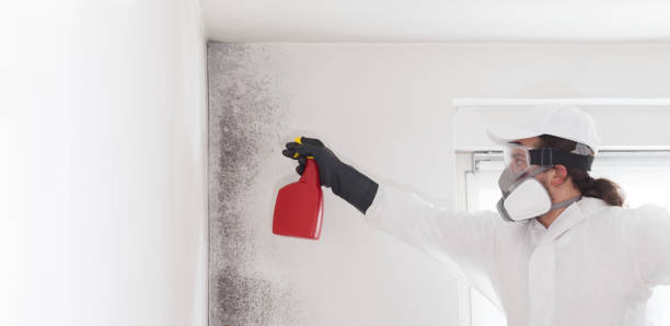 Best Mold Testing  in Brady, TX