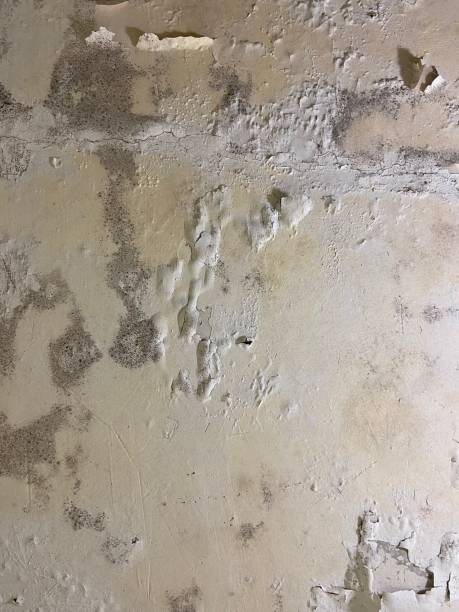 Best Certified Mold Removal  in Brady, TX