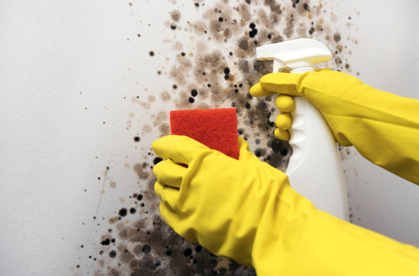 Best Black Mold Removal  in Brady, TX
