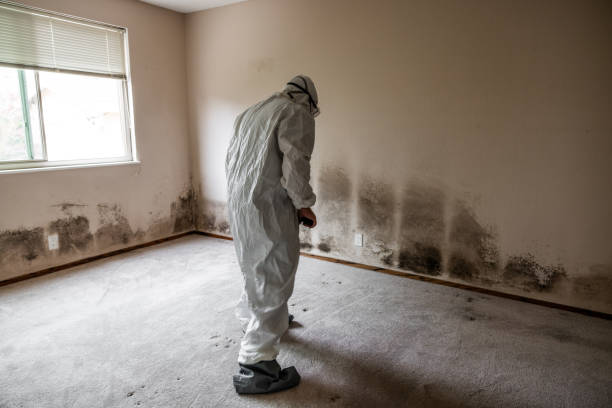 Best Mold Remediation Services  in Brady, TX