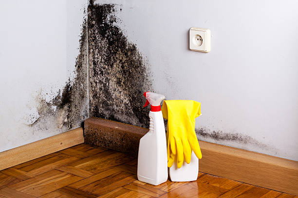 Best Residential Mold Removal  in Brady, TX