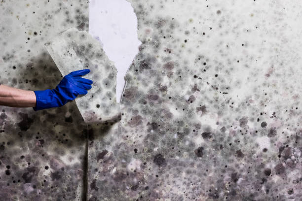 Attic Mold Removal in Brady, TX