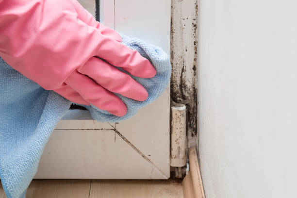 Best Crawl Space Mold Removal  in Brady, TX