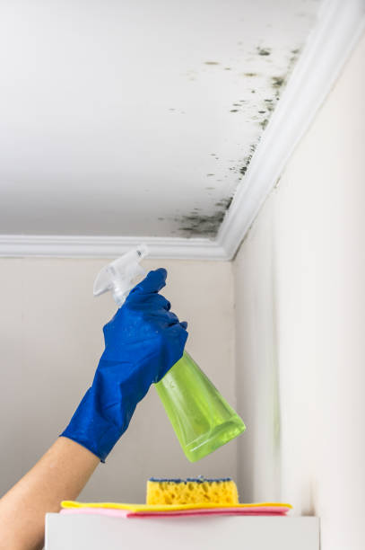 Best Emergency Mold Removal  in Brady, TX