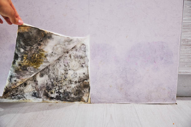 Best Commercial Mold Removal  in Brady, TX